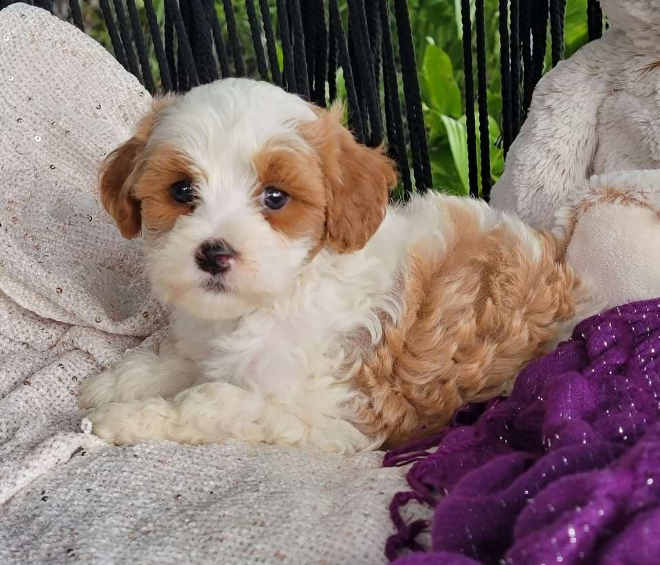 Cute Cavapoo