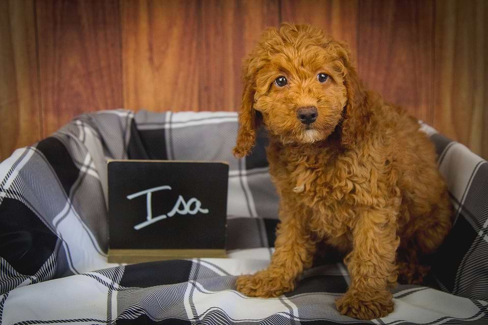 Cockapoo Available