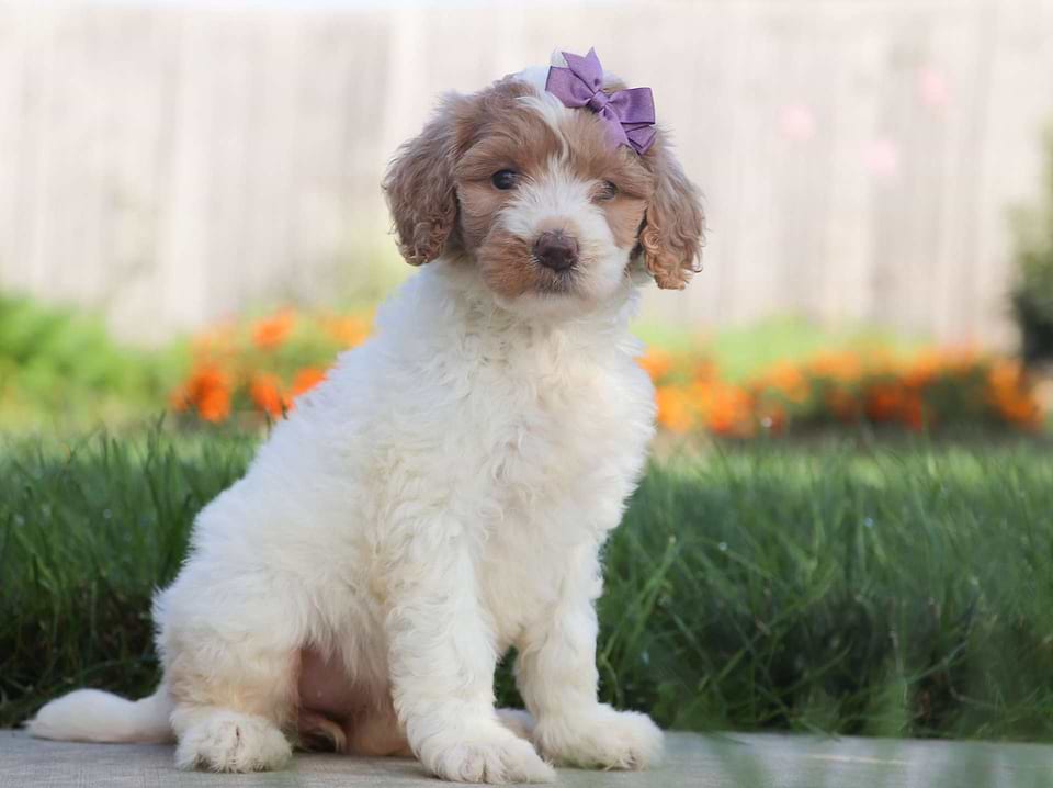 white/brown goldendoodle puppy