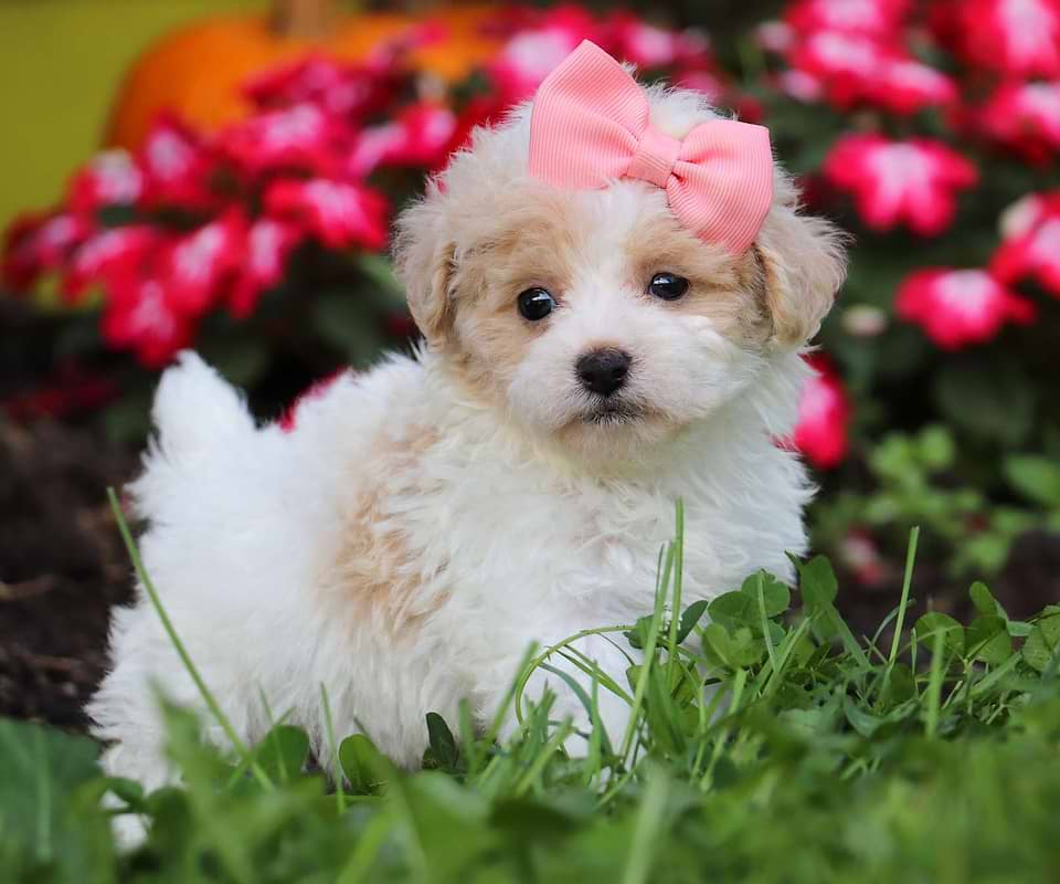 Available Maltipoo