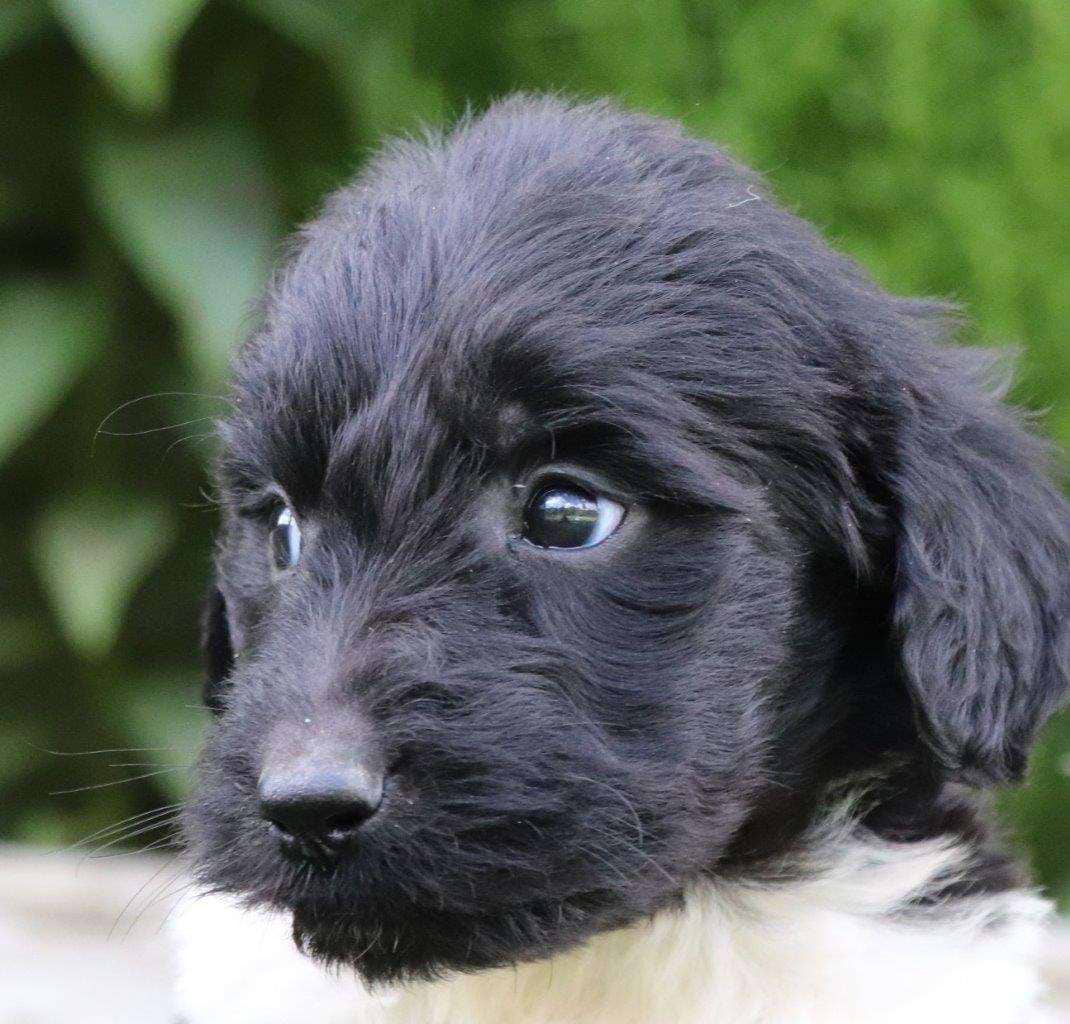 Available Newfiedoodle
