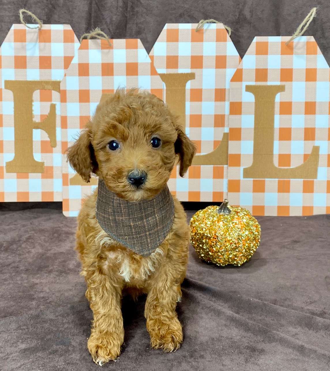 Available Goldendoodle