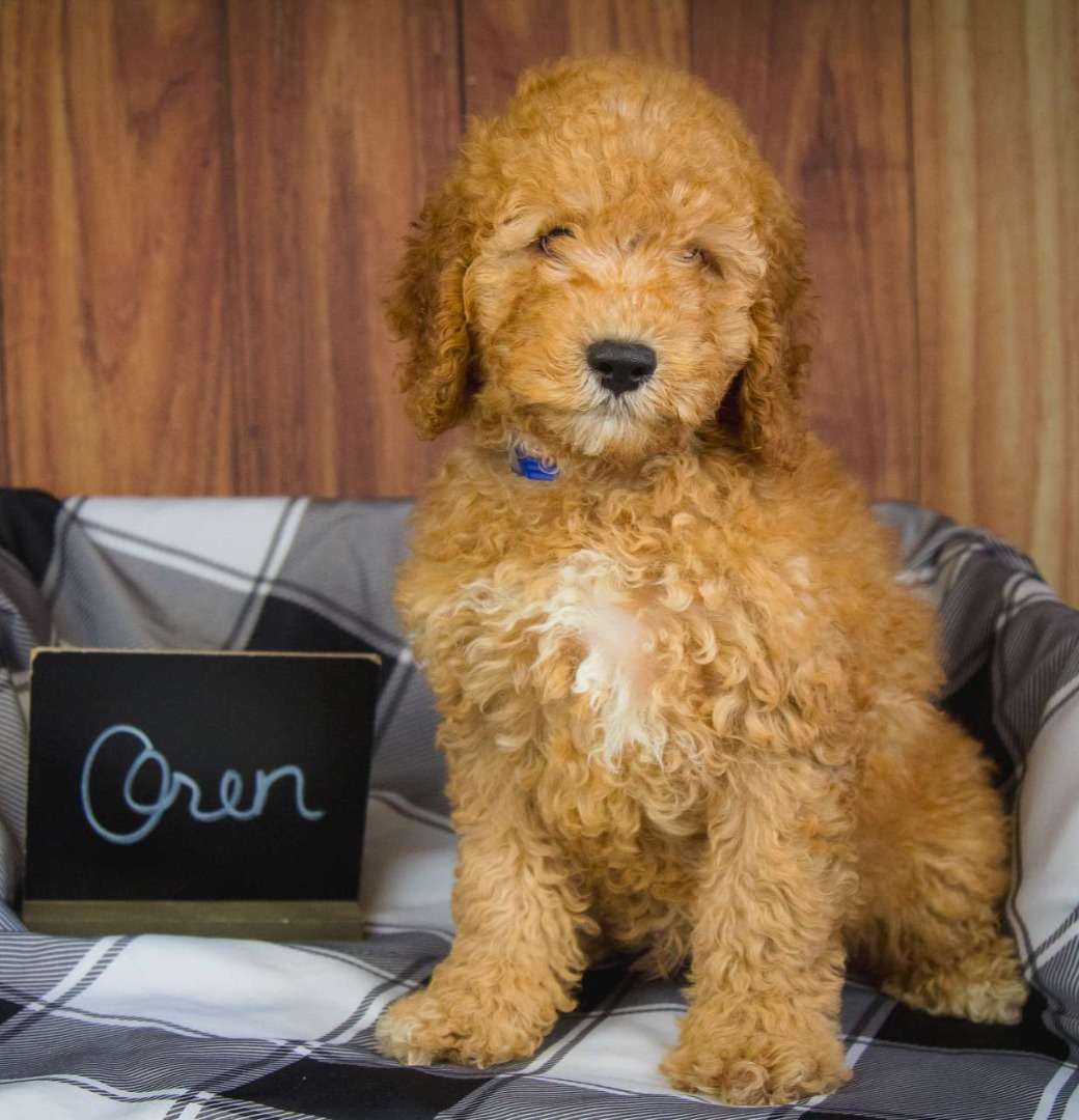 Available Goldendoodle