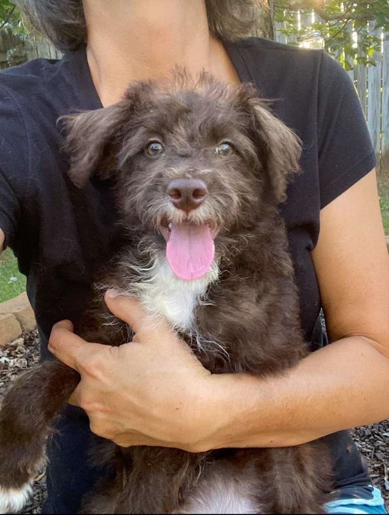 Available Labradoodle