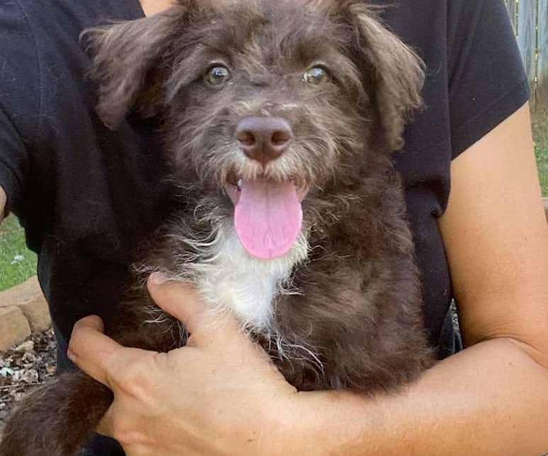 Available Labradoodle