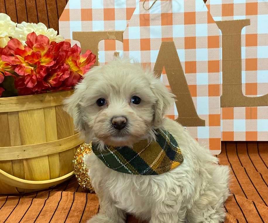 Available Maltipoo