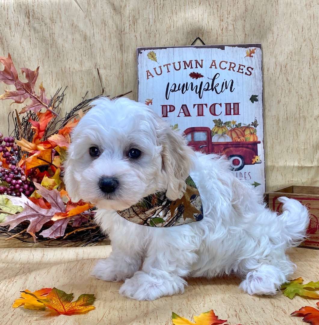 Available Maltipoo