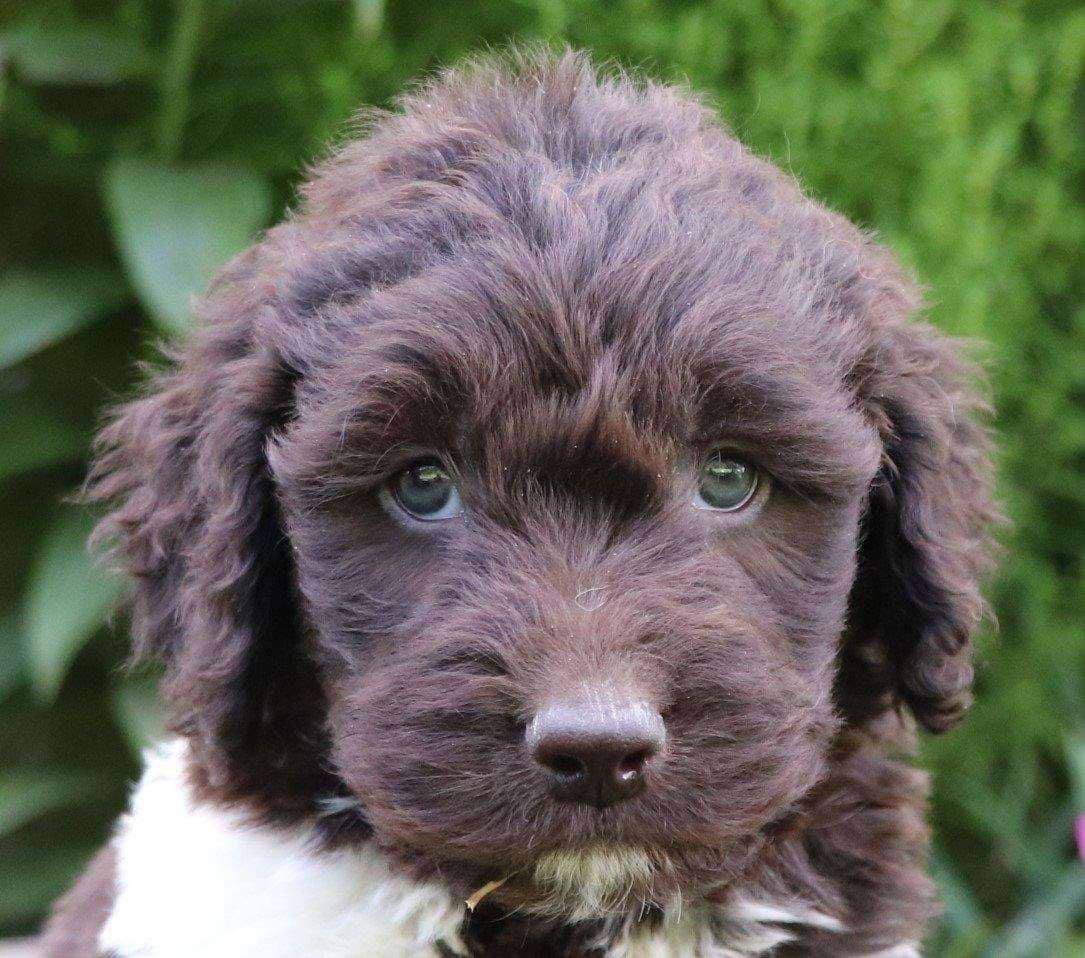 Available Newfiedoodle