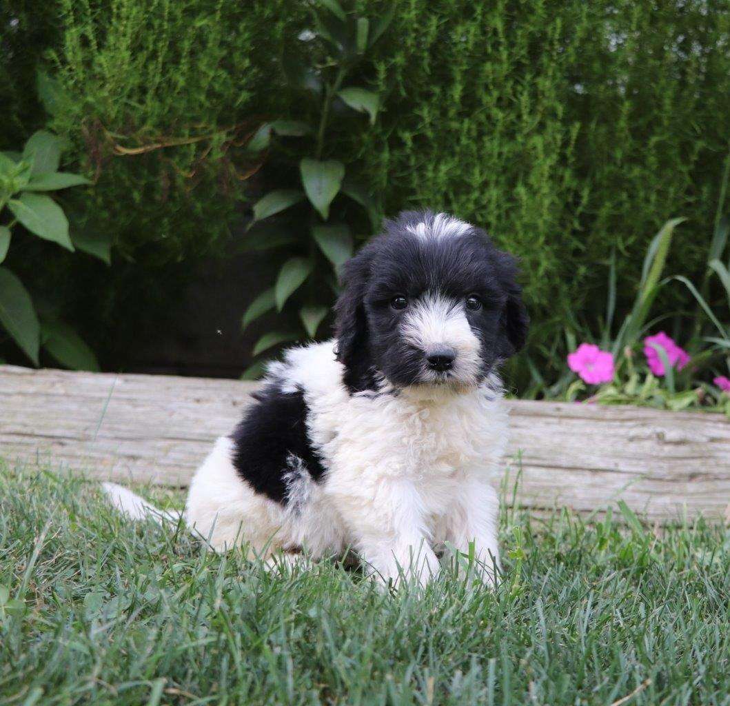 Available Newfiedoodle