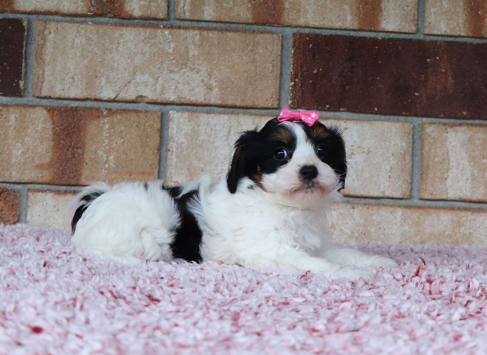 Cavachon Available