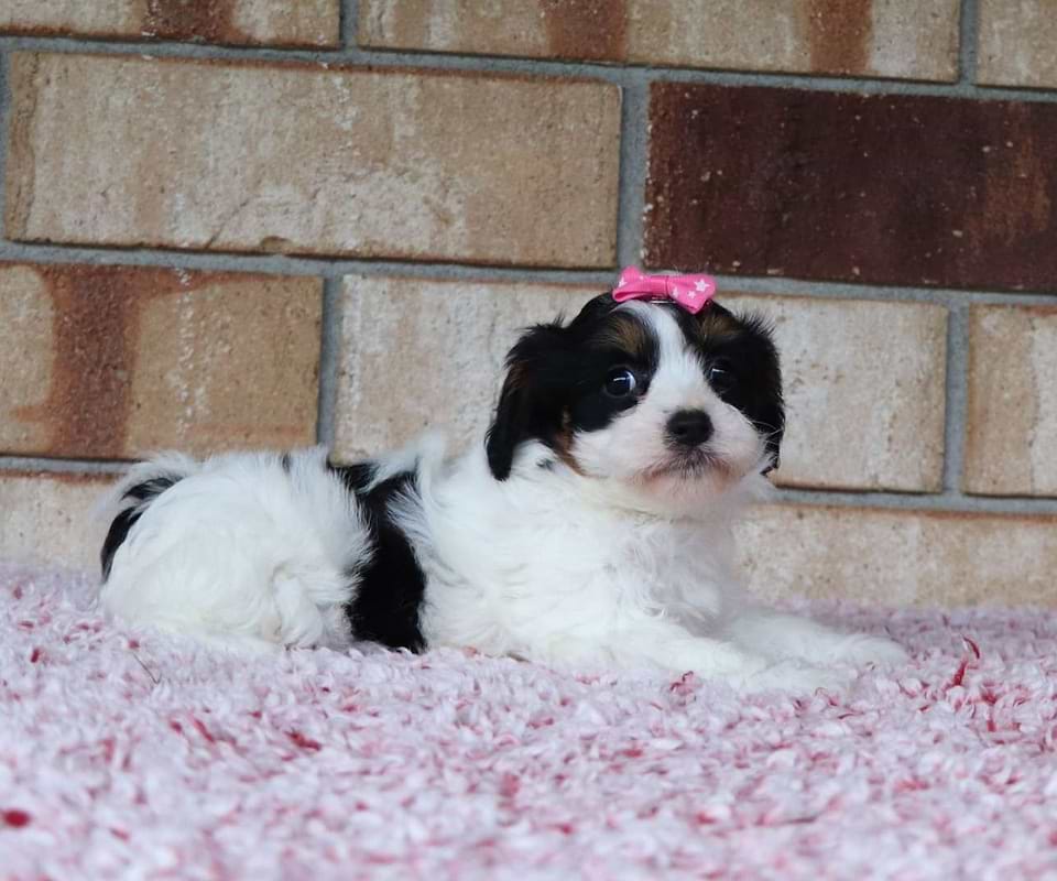 Cavachon Available