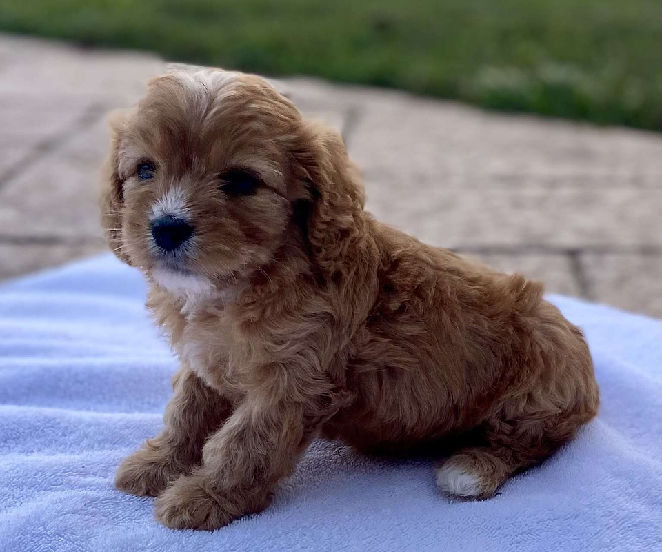Available Cavapoo