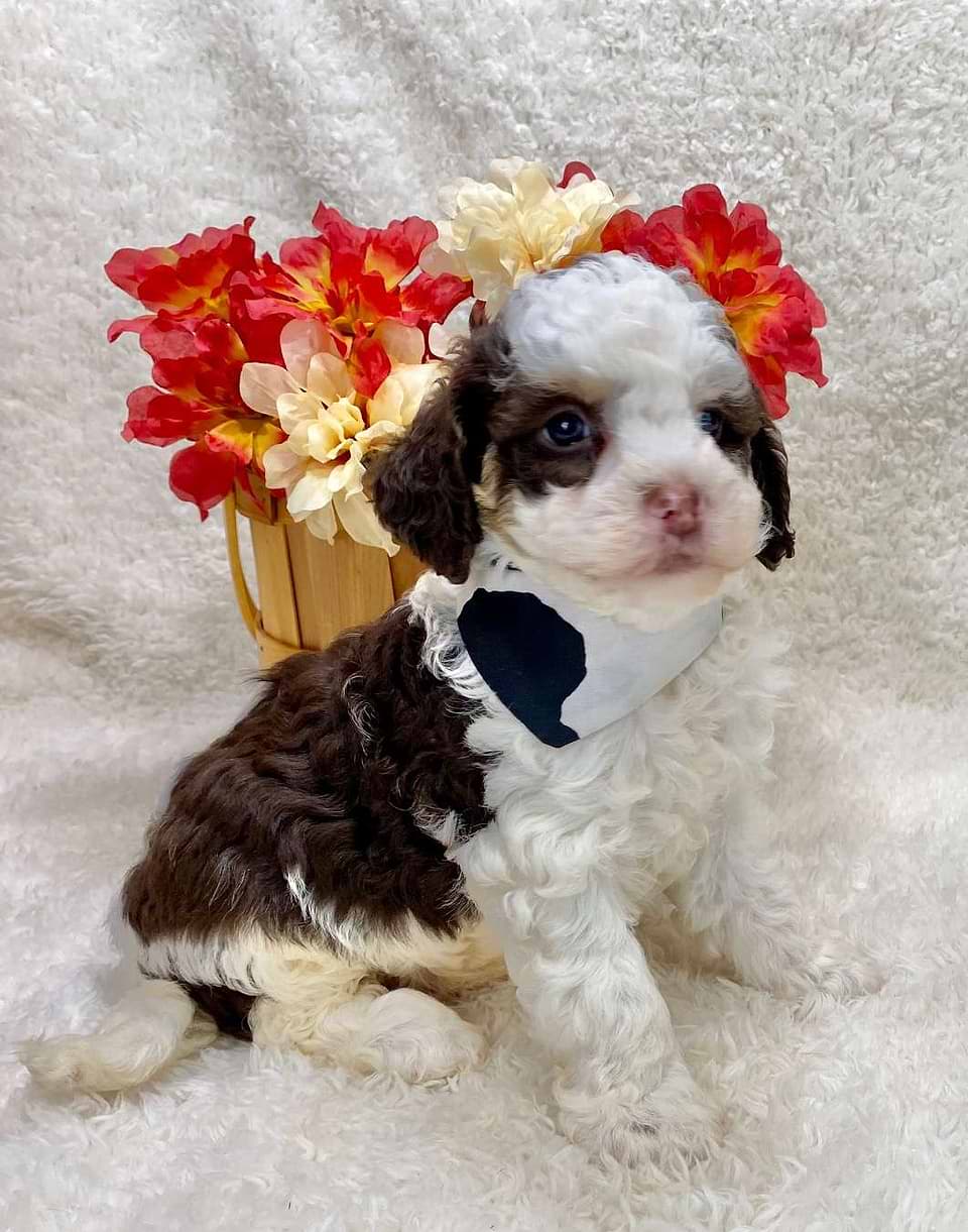 Springerdoodle Available