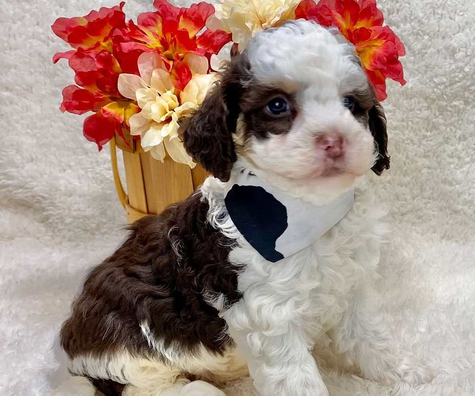 Springerdoodle Available