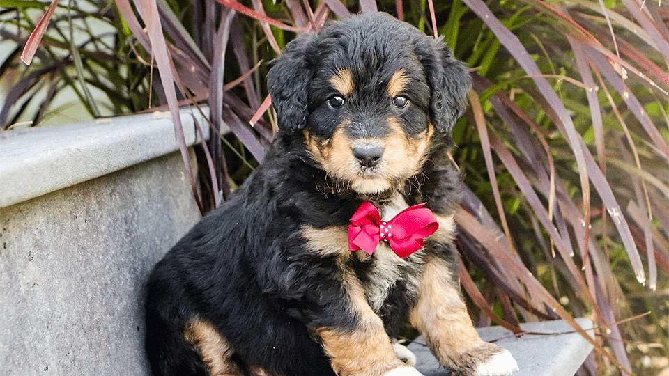 Brown/Black Aussiedoodle Puppy