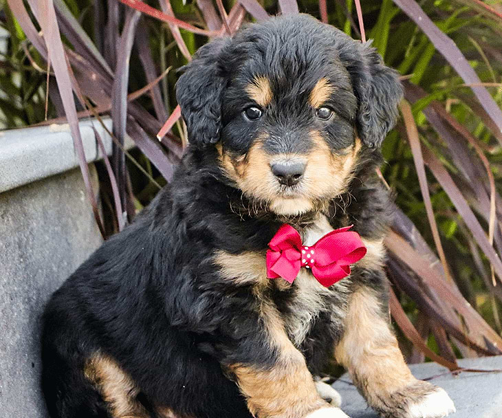 Brown/Black Aussiedoodle Puppy