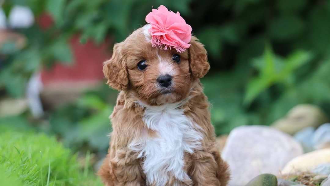 Calm Breed Cavapoo