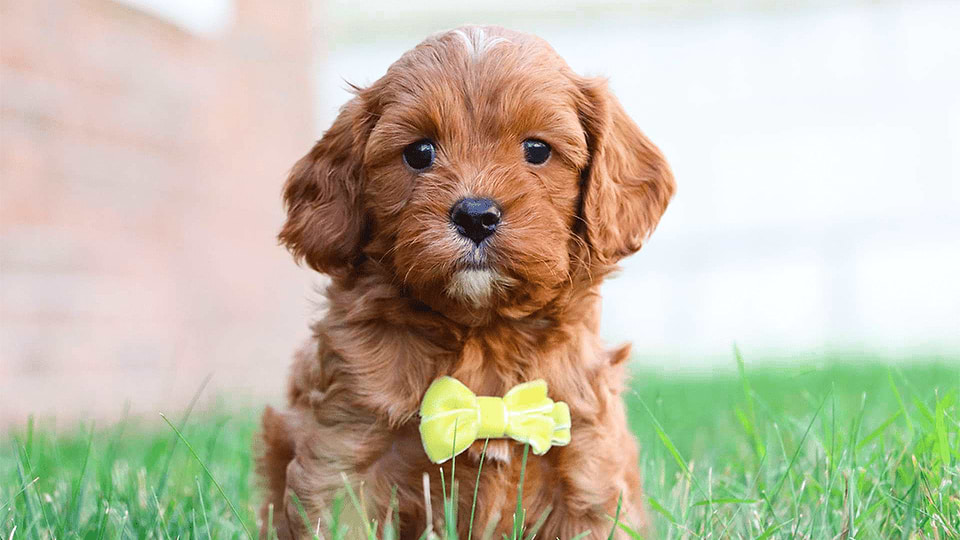 Available Cavapoo Puppies for sale - Red Cavapoo Puppy