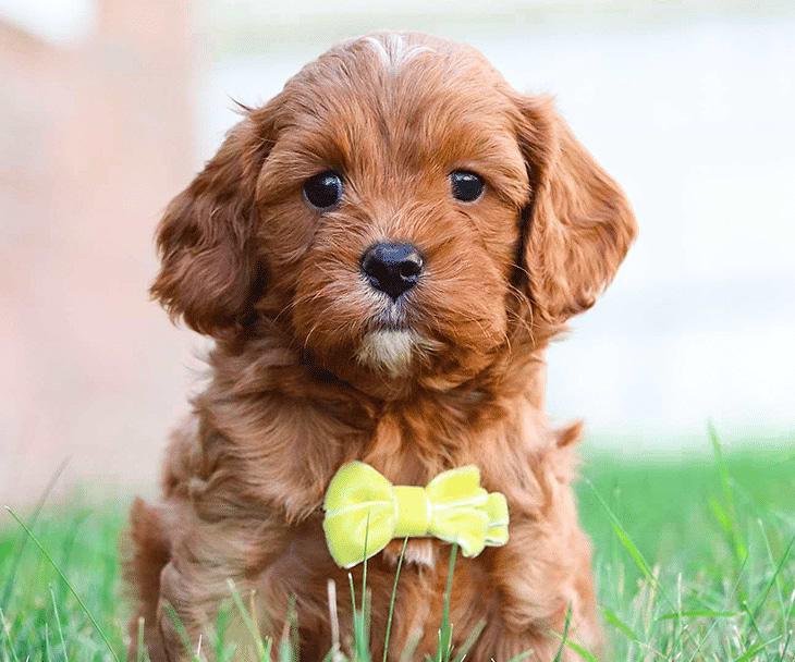 Available Cavapoo Puppies for sale - Red Cavapoo Puppy