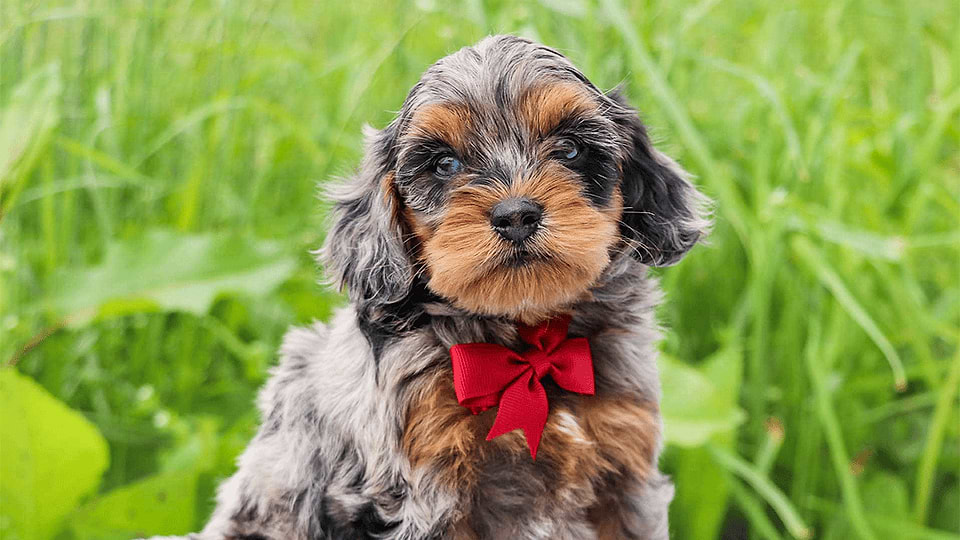 Tri-color Available Cockapoo Puppies for sale