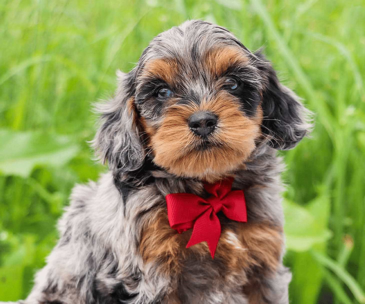 Tri-color Available Cockapoo Puppies for sale