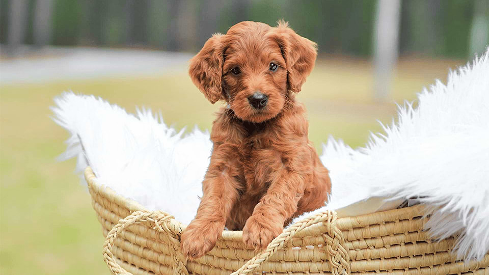 Red Irish Doodle Puppy