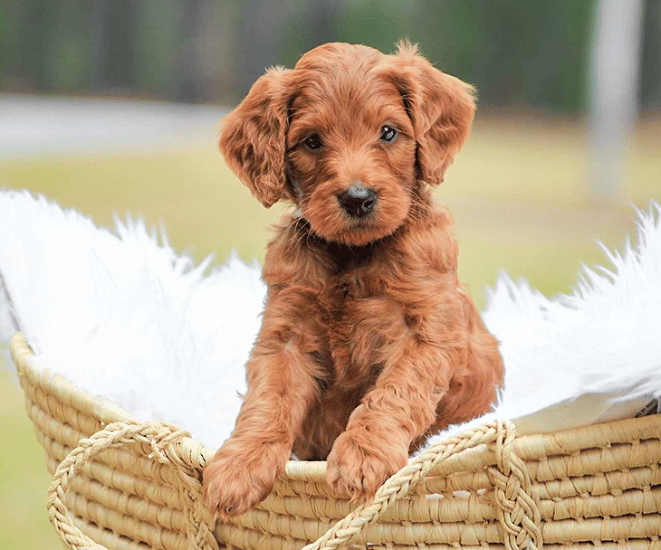 Red Irish Doodle Puppy