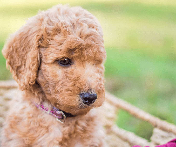 Apricot Labradoodle Puppy