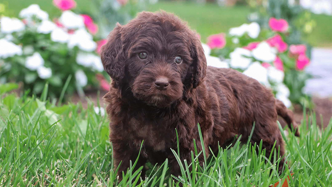 Chocolate Labradoodle Puppies for sale