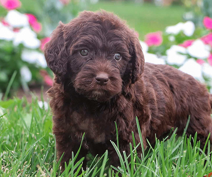 Best Miami Labradoodles Available — Crockett Doodles