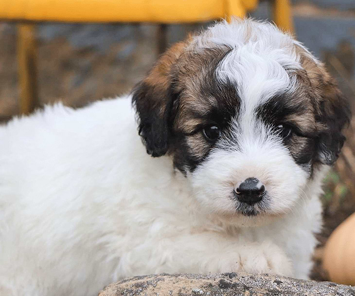 Multi-color Saint Berdoodle Puppies for sale