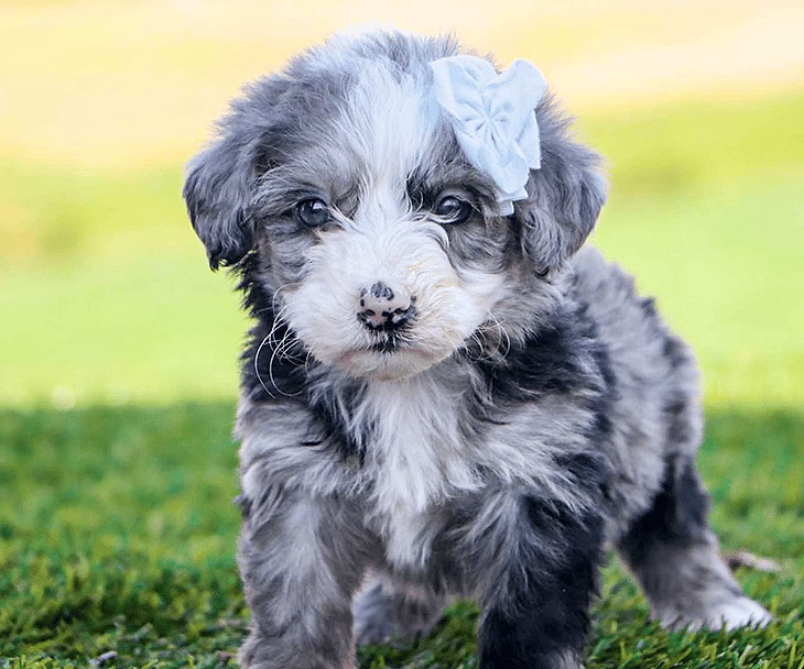Phantom Tri-color Sheepadoodle Puppies for sale