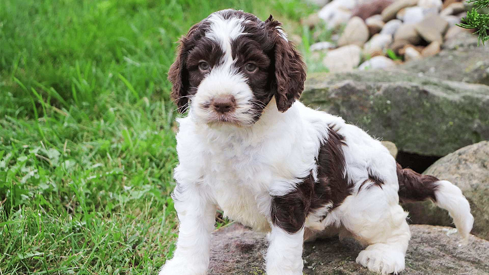 Springerdoodle Puppies for sale