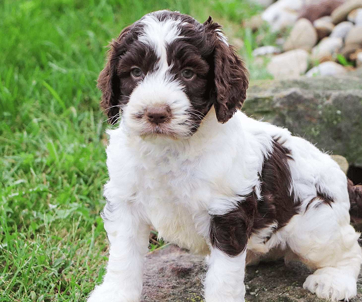 Springerdoodle Puppies for sale