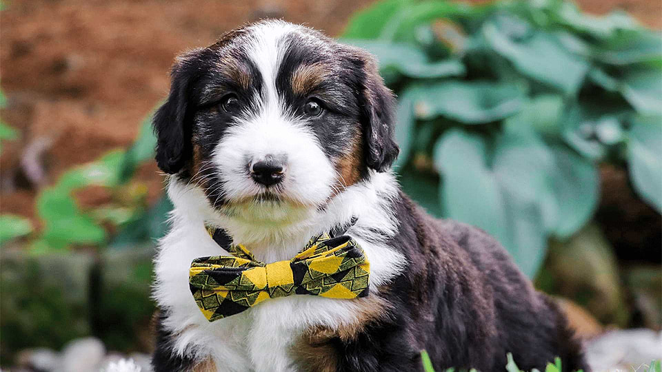 Swiss Doodle puppies for sale