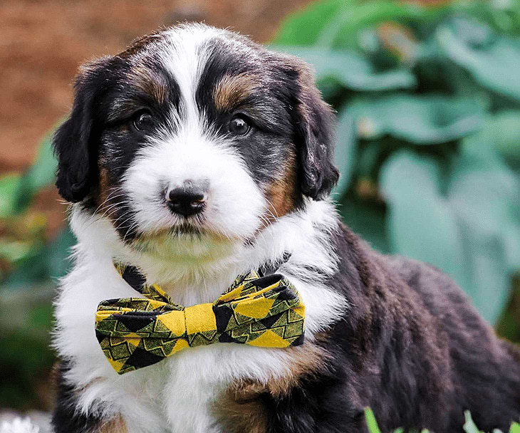 Swiss Doodle puppies for sale