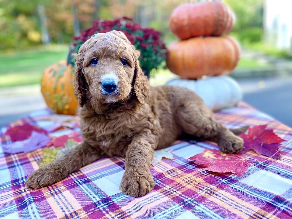 Acorn, the Irishdoodle boy-2