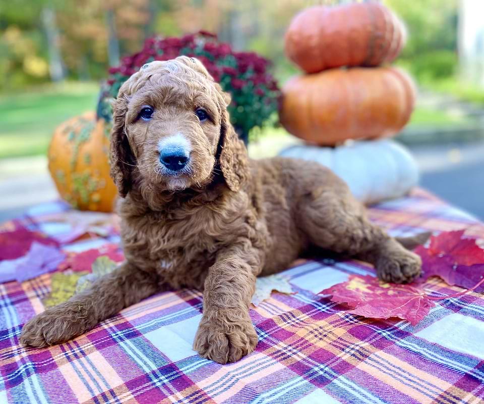 Acorn, the Irishdoodle boy-2