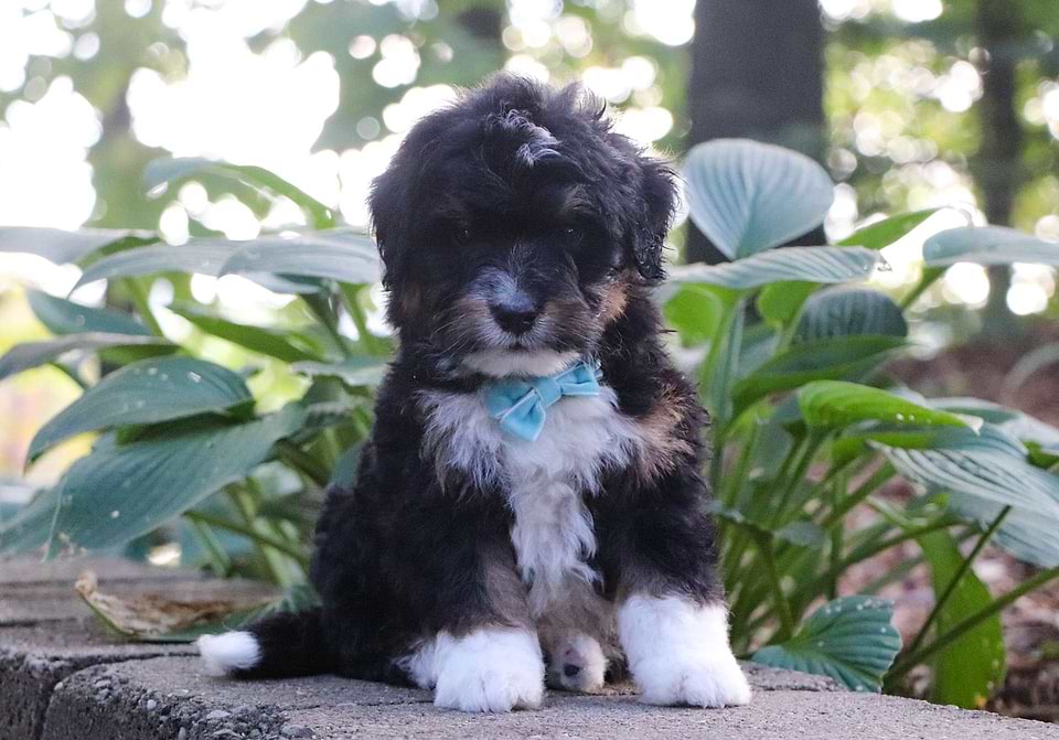 Archer, the Bernedoodle boy-1