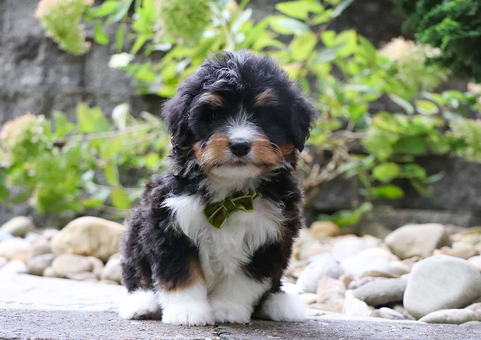 Atticus, the Bernedoodle boy-1
