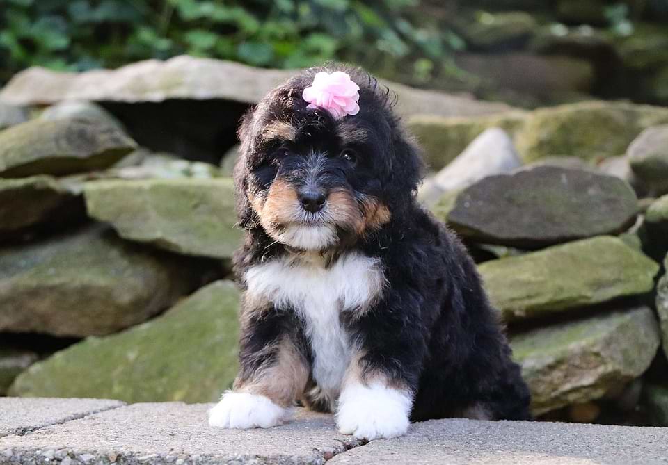 Autumn, the Bernedoodle girl-2