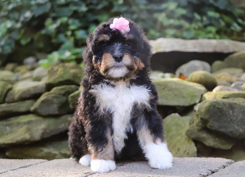 Autumn, the Bernedoodle girl-3