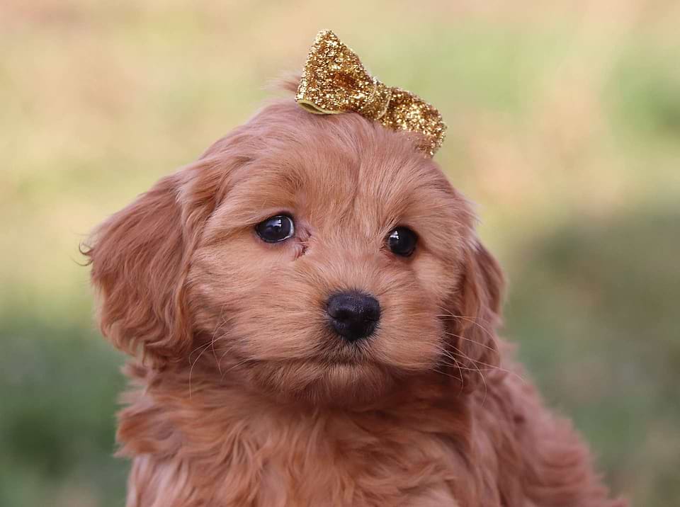 Cockapoo Available