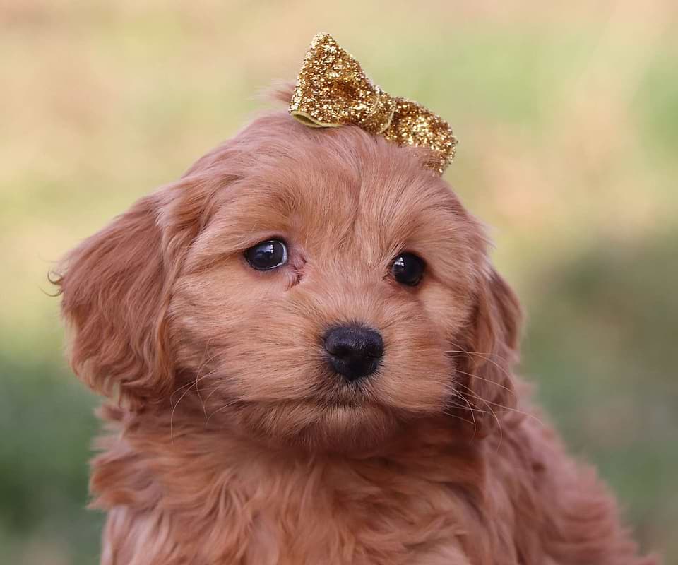 Cockapoo Available