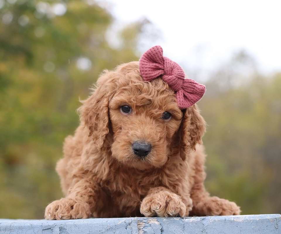 Goldendoodle Available