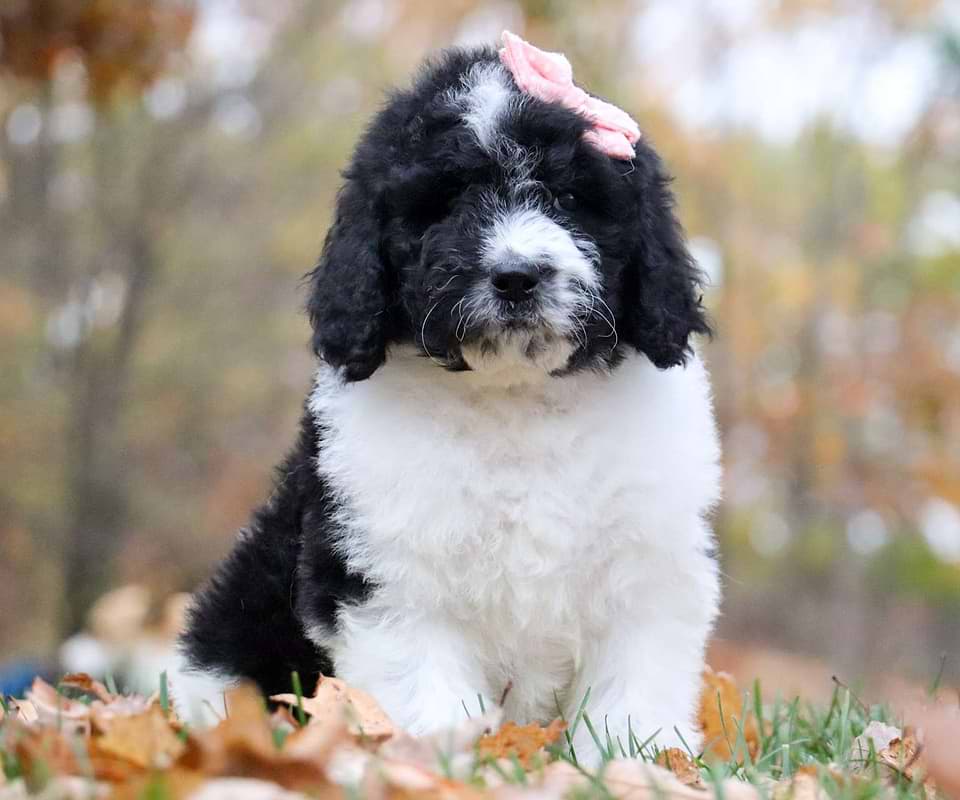 Available Newfiedoodle