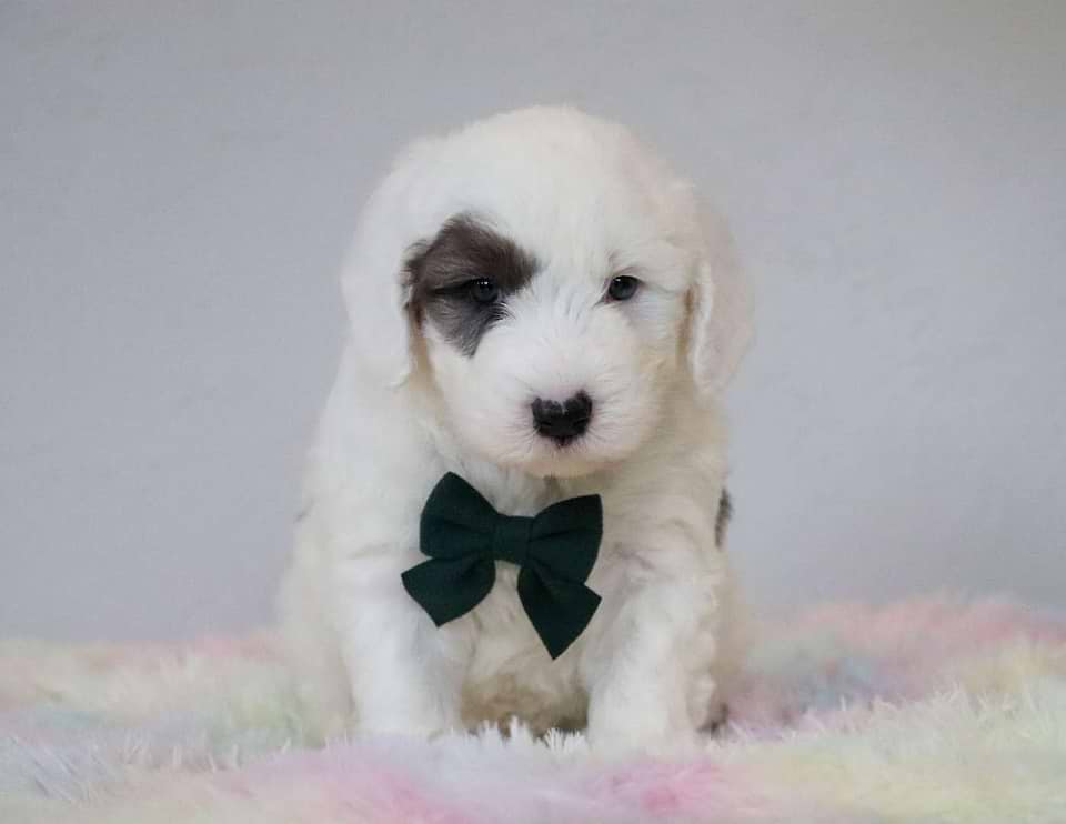 Cute Sheepadoodle Available