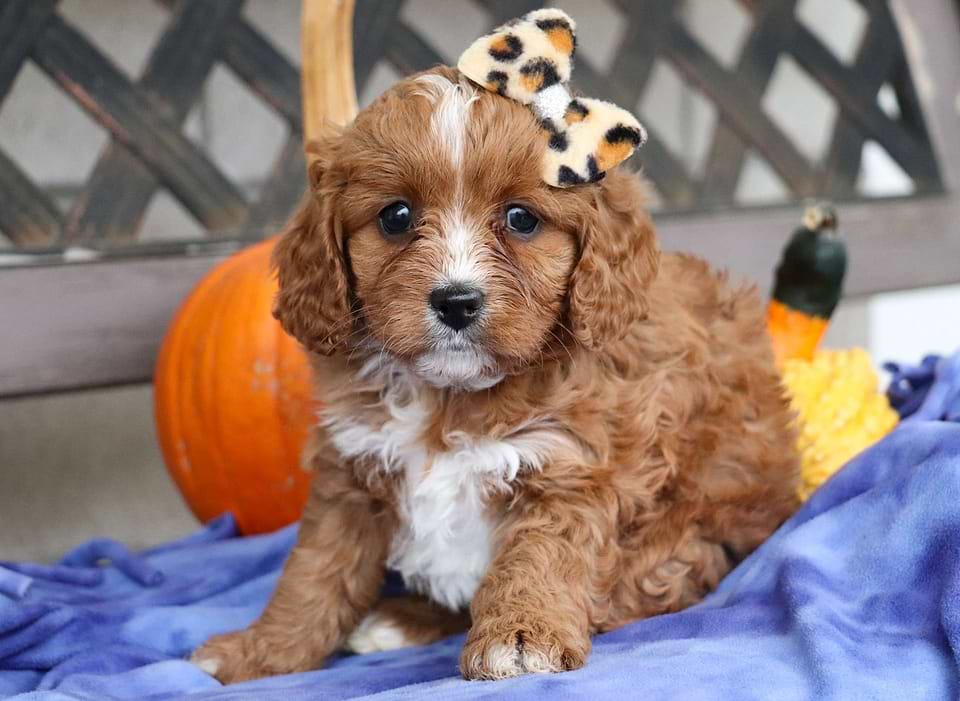 Available Cavapoo