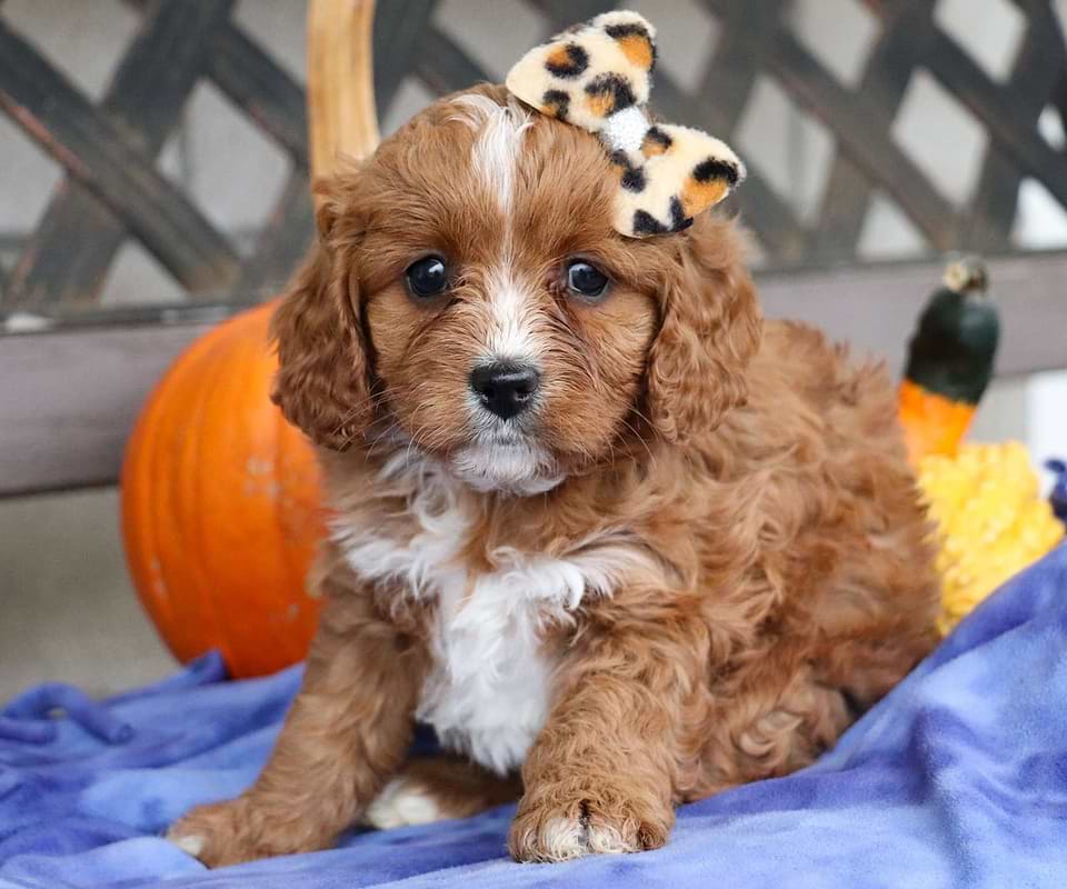 Available Cavapoo