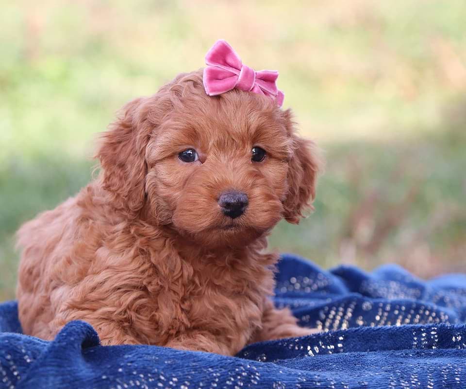 Available Cockapoo